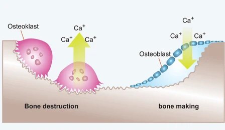 Bone remodelling diagram - balance of resorption and formation