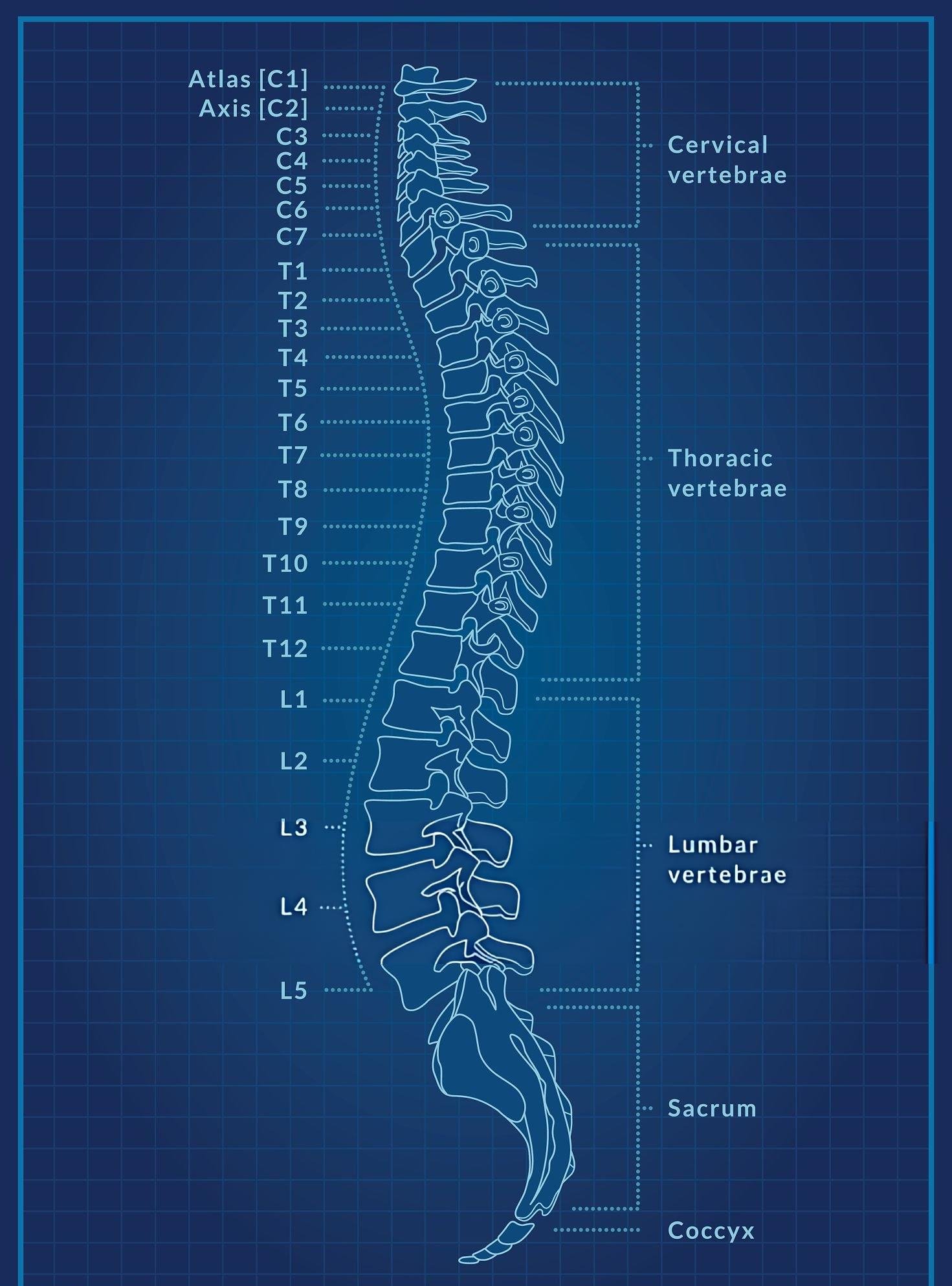 Spine anatomy showing vertebrae, discs and nerves